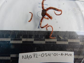 Media type: image;   Invertebrate Zoology 139225